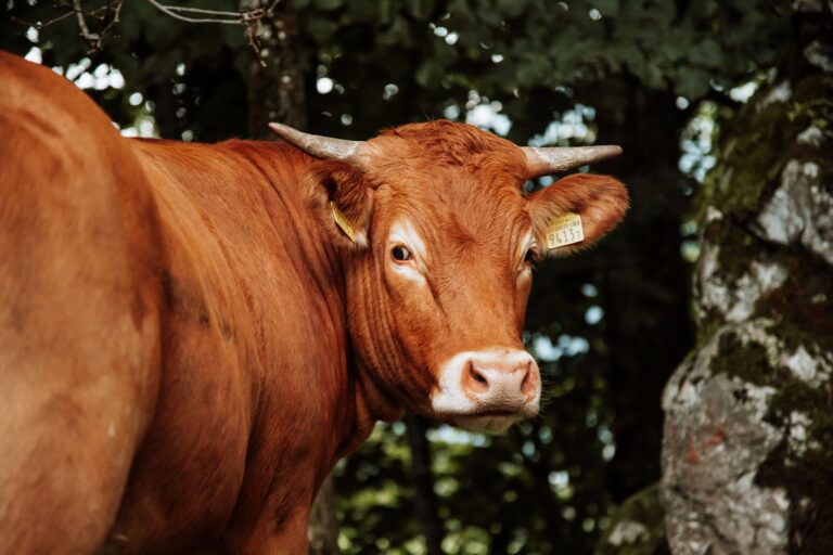 Vaca aprende sozinha segurar vassoura