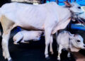 Vaca centímetros atrai mil visitantes