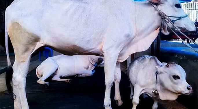 Vaca centímetros atrai mil visitantes