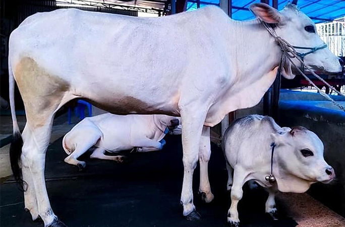 Vaca centímetros atrai mil visitantes