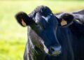 Vaca holandesa produziu mil quilos