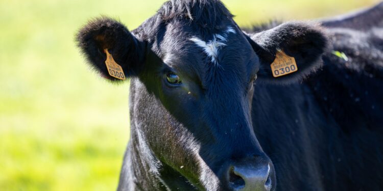 Vaca holandesa produziu mil quilos