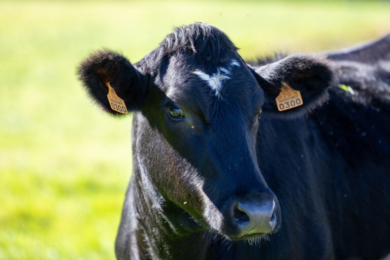 Vaca holandesa produziu mil quilos