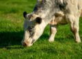 Vaca levada enchente reaparece meses