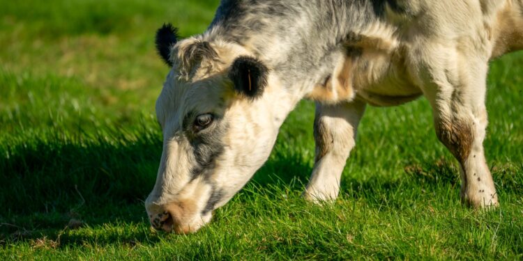 Vaca levada enchente reaparece meses