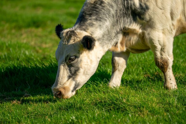 Vaca levada enchente reaparece meses
