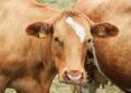 Vaca havia tido gêmeos surpreende
