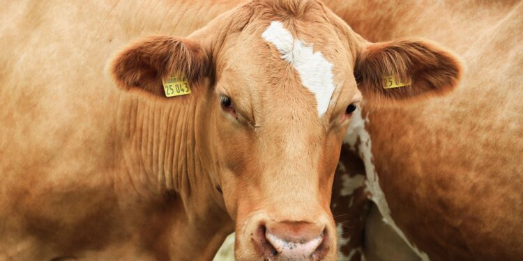Vaca havia tido gêmeos surpreende