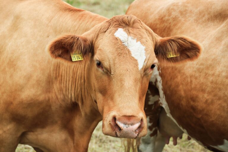 Vaca havia tido gêmeos surpreende