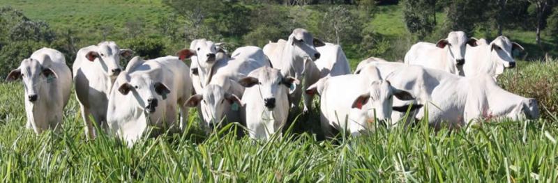 Os principais fatores que devem ser levados em conta para ganho de peso a pasto