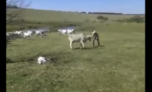 Peão mostra como lidar com vaca “braba” no pasto, de forma bem corajosa