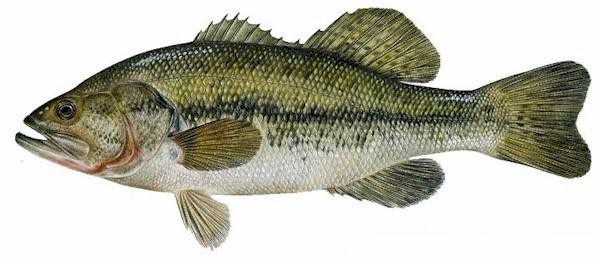 black bass