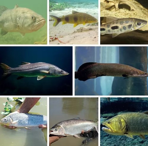 Peixe1