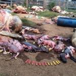 Integrantes do MST matam vacas com gestação avançada no Pará
