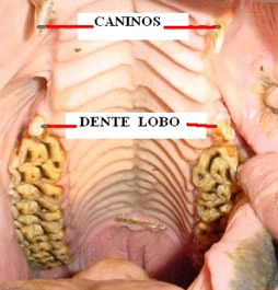 cavalo-dente-de-lobo02