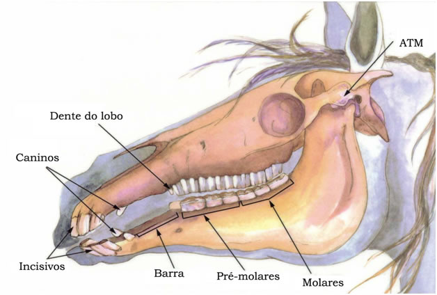 cavalos-odonto