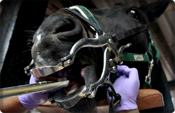 Exame Odontológico em Cavalos: 7 passos essenciais para o diagnóstico