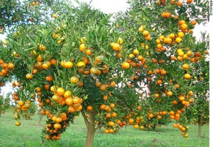 laranja-ftembrapa-r