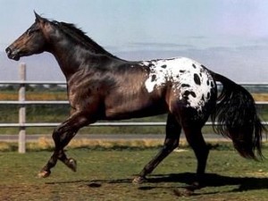 Appaloosa