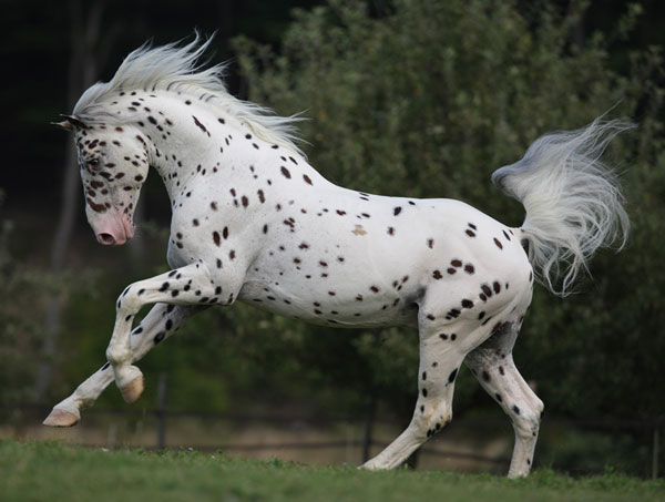 Appaloosa