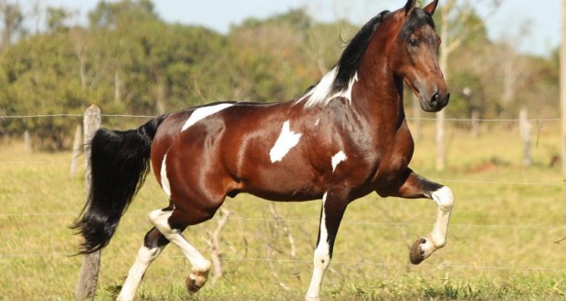 Mangalarga Marchador, conhecido também como Mangalarga Mineiro