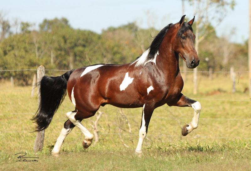 Mangalarga Marchador, conhecido também como Mangalarga Mineiro