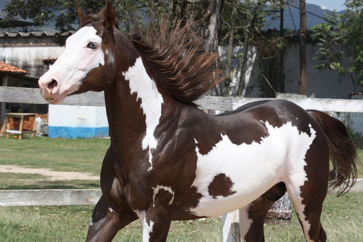 Paint-Horse