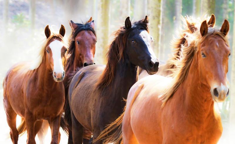 Capim que pode matar os cavalos - CompreRural