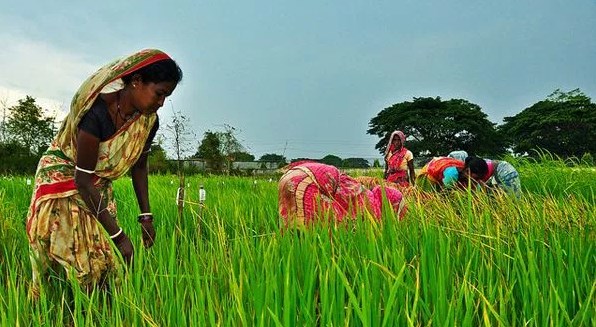 agronegocio-india