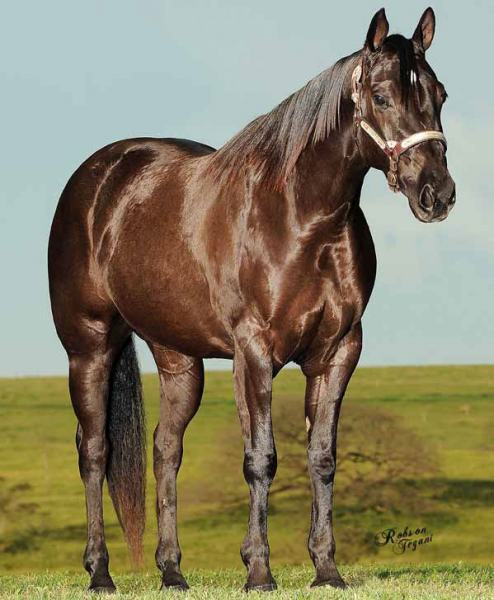 lider-sm-cavalo1