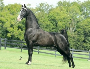 Tennessee walking horse