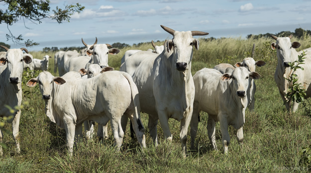 carcaca gado nelore vacas bezerros 1