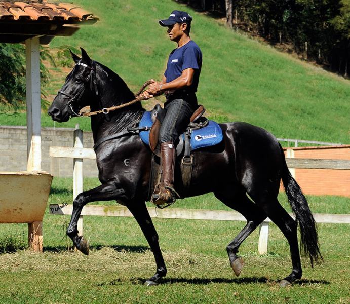 Como chama quem anda a cavalo?