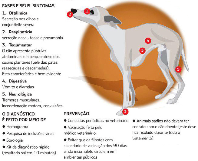 cinomose infografico