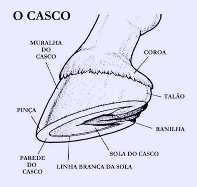 imagem do casco cavalo nomes