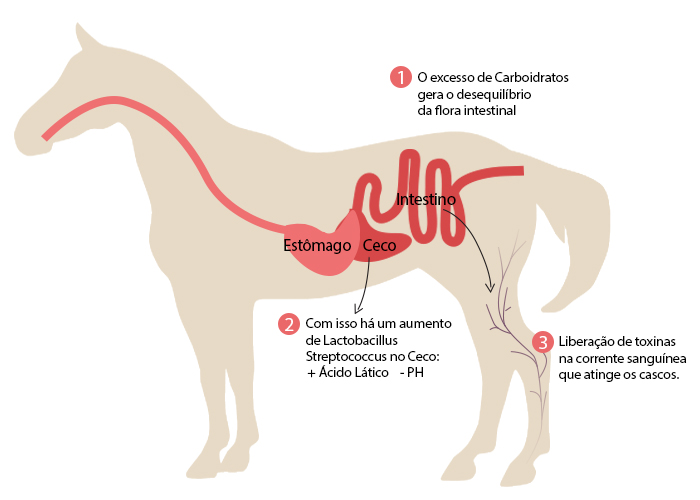 laminite-infografico cavalos