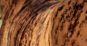Tigresa-Dash-egua-quarto-de-milha-quimerismo-brindle