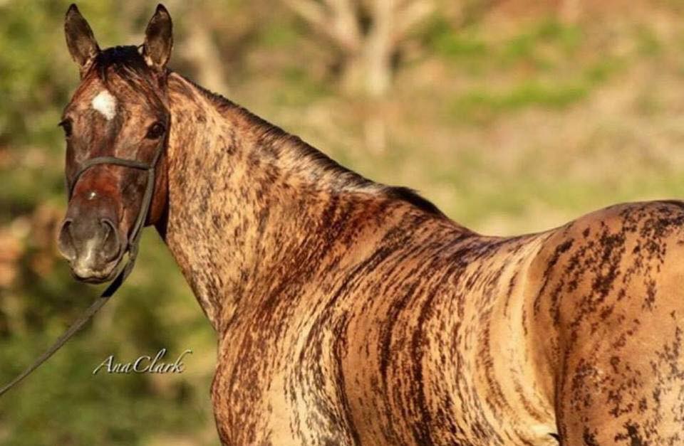 Tigresa-Dash-egua-quarto-de-milha-quimerismo-brindle