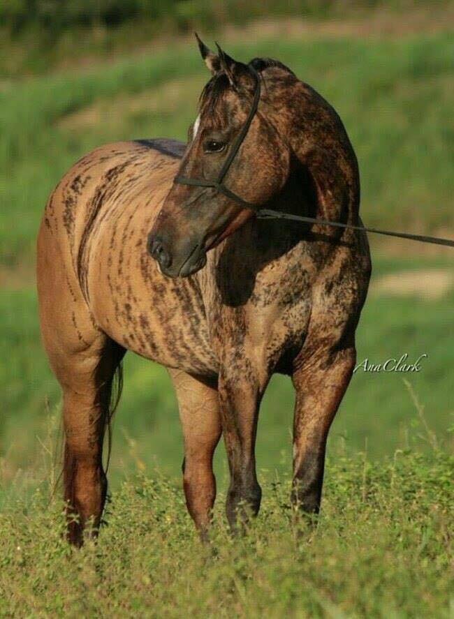 Tigresa-Dash-egua-quarto-de-milha-quimerismo-brindle