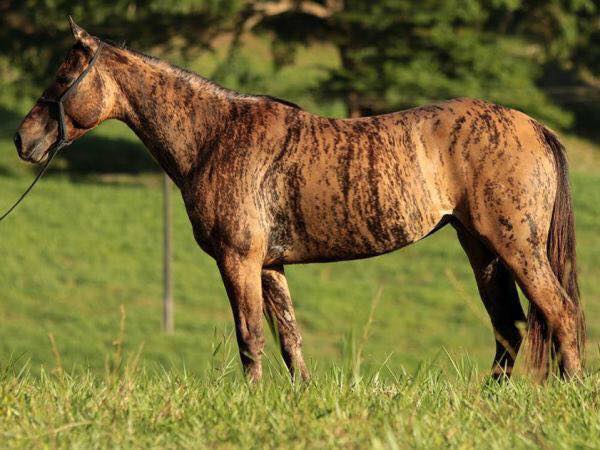 Tigresa-Dash-egua-quarto-de-milha-quimerismo-brindle