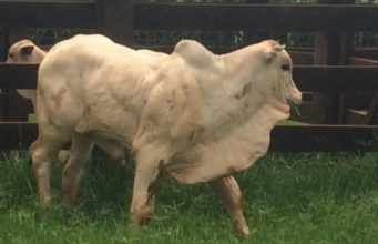 Filho de Ditador com 5 meses de idade pesando 220 kgs