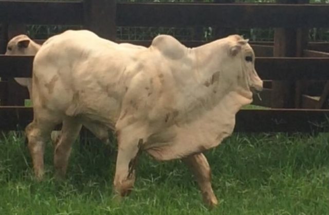 bezerro 5 meses 220kg Filho de Ditador com 5 meses de idade pesando 220 kgs