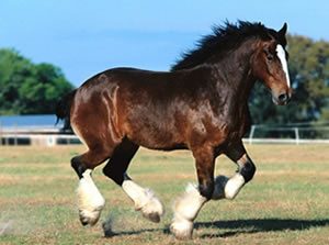cavalo Percheron