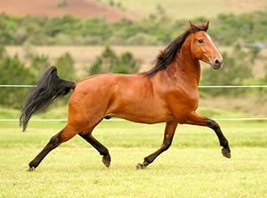 cavalo Puro Sangue Lusitano