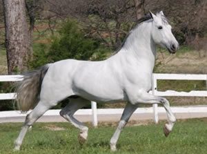 cavalo andaluz