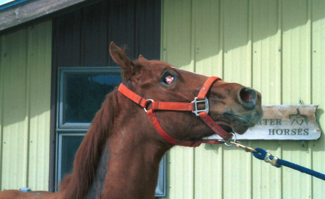 cavalo-com-tetano cavalo-com-tetano