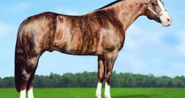 cavalo rajado