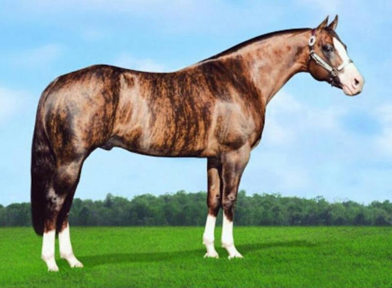 cavalo rajado