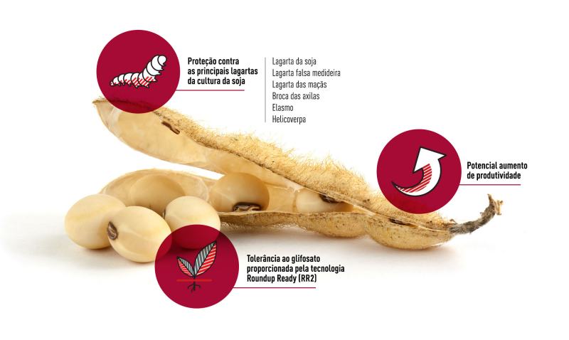 soja intacta