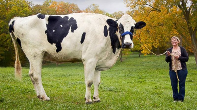 blosom maior vaca do mundo